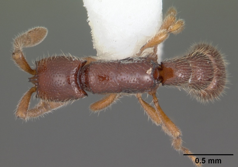 File:Cerapachys wroughtoni casent0102166 dorsal 1.jpg