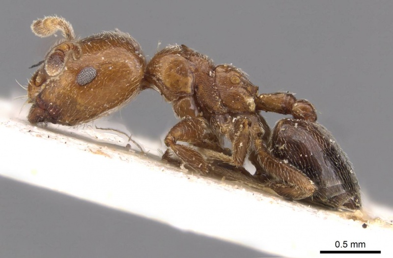 File:Crematogaster pseudinermis casent0908552 p 1 high.jpg