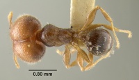 MCZ-ENT00022808 Pheidole rugifrons had.jpg