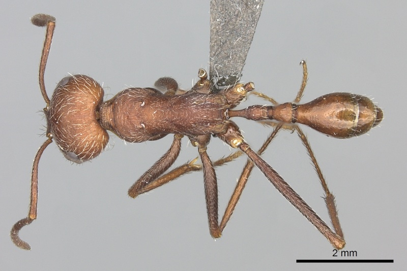 File:Ocymyrmex foreli casent0235947 d 1 high.jpg