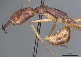 Odontomachus philippinus casent0903995 p 1 high.jpg