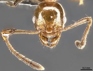 Pheidole texticeps casent0283526 h 2 high.jpg