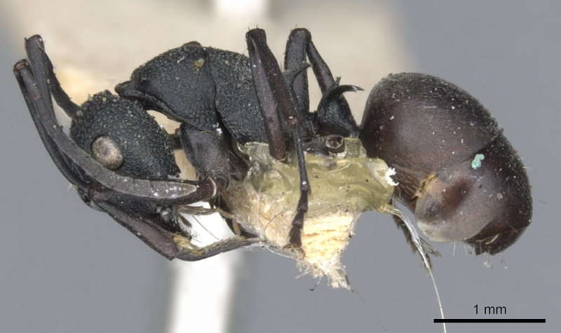 File:Polyrhachis hauxwelli casent0903384 p 1 high.jpg