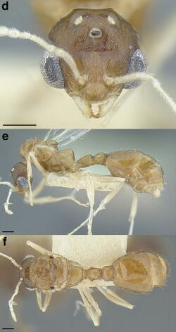 Temnothorax parralensis LACMENT323356 F151 d-f.jpg