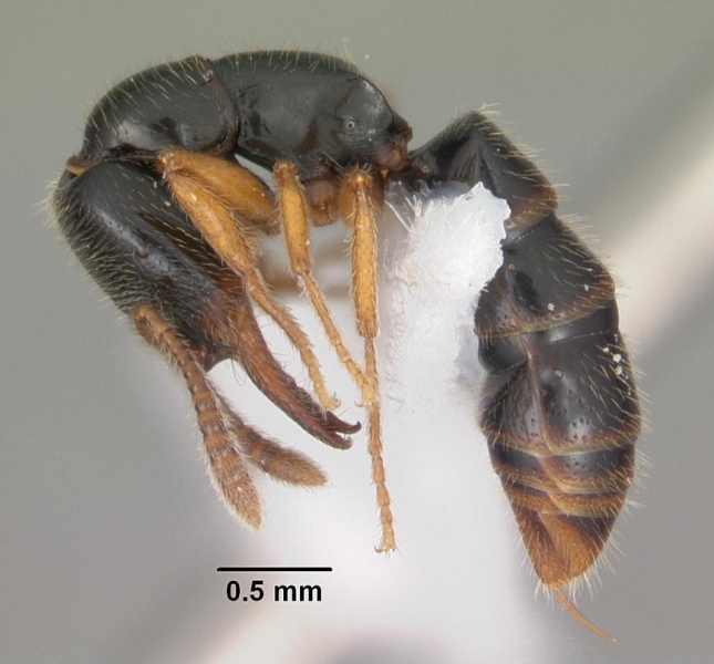 File:Amblyopone agostii casent0102201 profile 1.jpg