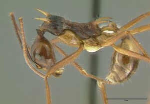Aphaenogaster quadrispina hal.jpg
