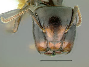 Camponotus-vitreusHMa5x.jpg