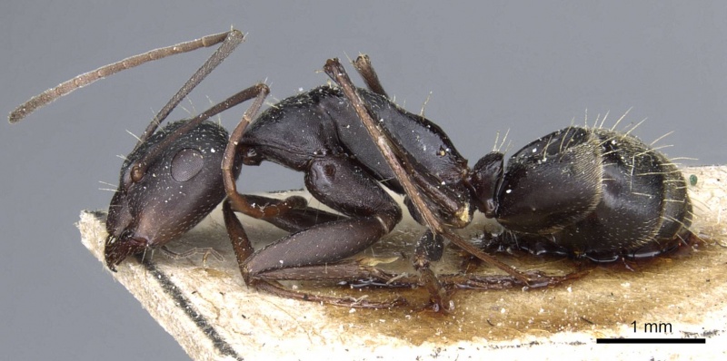 File:Camponotus rufoglaucus casent0905358 p 1 high.jpg