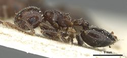 Crematogaster hemiceros casent0902060 p 1 high.jpg