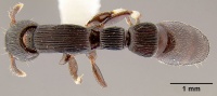 Cylindromyrmex striatus casent0106074 dorsal 1.jpg
