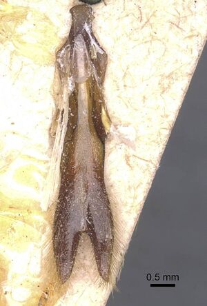 Dorylus schoutedeni casent0911341 p 3 high.jpg