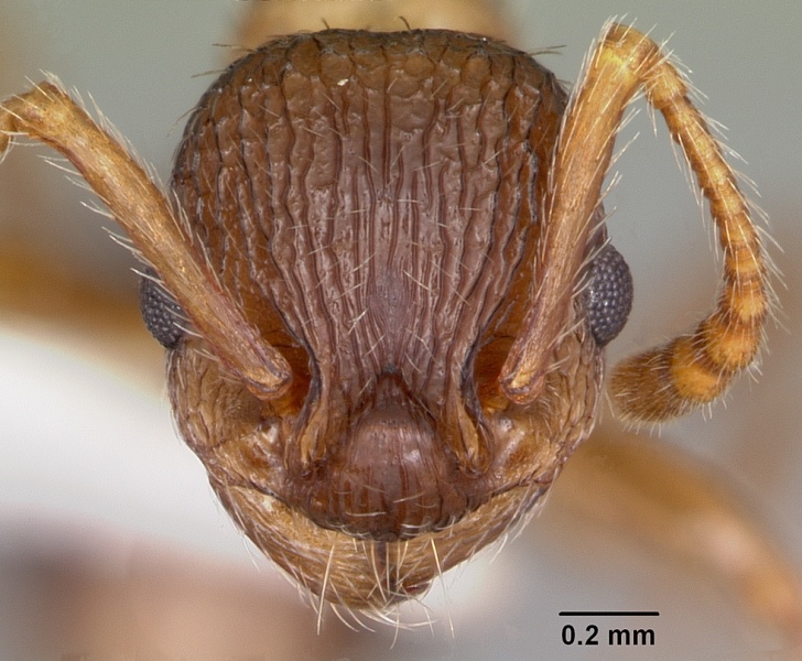 File:Myrmica nearctica casent0104839 head 1.jpg