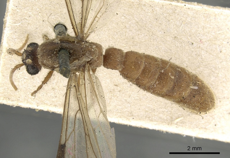 File:Neivamyrmex romandii casent0901946 d 1 high.jpg