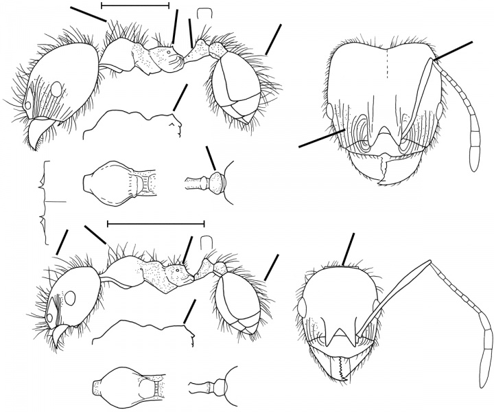 File:Pheidole morrisi Wilson 2003.jpg