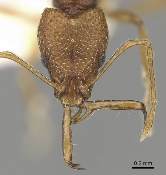 File:Acanthognathus rudis casent0280685 h 1 high.jpg