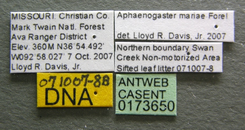 File:Aphaenogaster mariae casent0173650 label 1.jpg