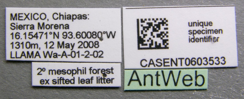 File:Apterostigma pilosum casent0603533 label 1.jpg