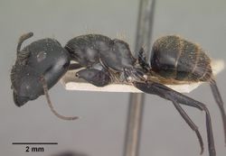 Camponotus arminius casent0102446 profile 1.jpg