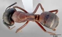 Camponotus vicinus casent0005353 dorsal 1.jpg
