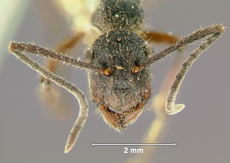 File:Polyrhachis-lamaH2.5x.jpg