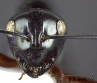 Polyrhachis australis head 40-AntWiki.jpg