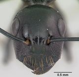 Polyrhachis trispinosa casent0103196 head 1.jpg