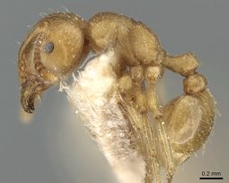 Rhoptromyrmex opacus casent0281191 p 1 high.jpg