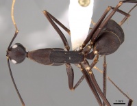 Camponotus angusticollis casent0280272 d 1 high.jpg