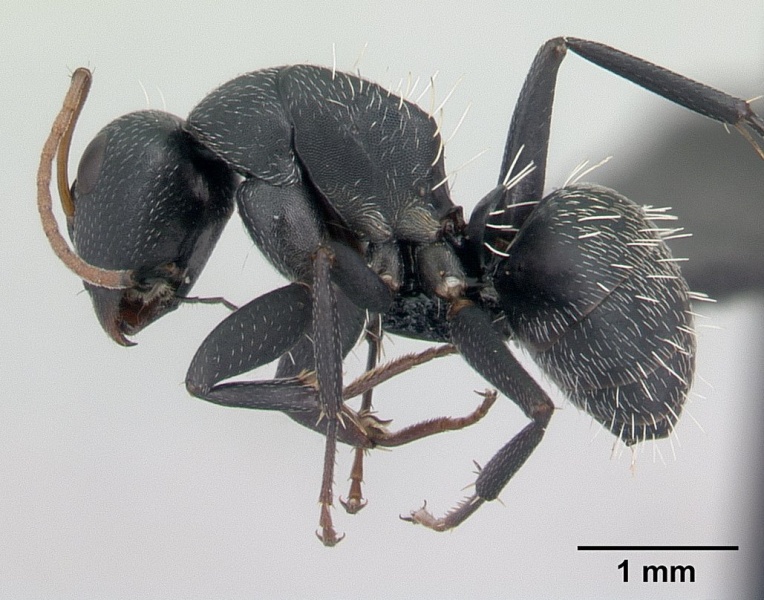 File:Camponotus auropubens casent0134842 profile 1.jpg