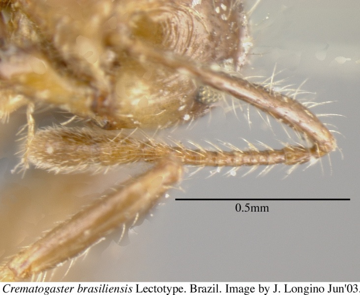 File:Crematogaster brasiliensis jtl055871 h 2 high.jpg