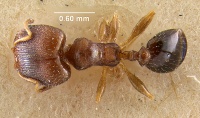 MCZ-ENT00009200 Pheidole metallescens subsp splendidula had.jpg