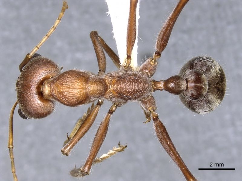 File:Myrmecia tridentata casent0902795 d 1 high.jpg