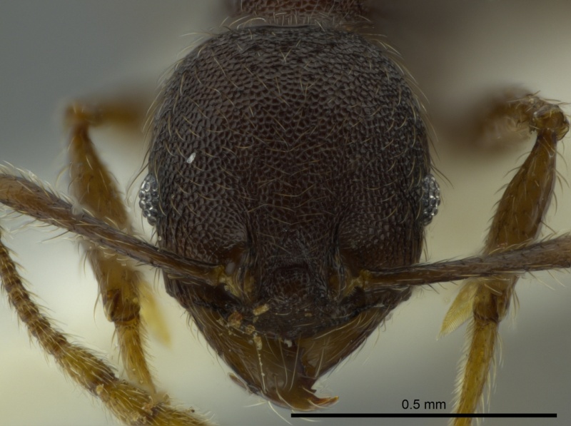 File:Pheidole binasifera casent0625445 h 1 high.jpg