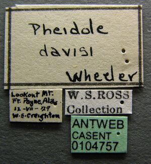 Pheidole davisi casent0104757 label 1.jpg