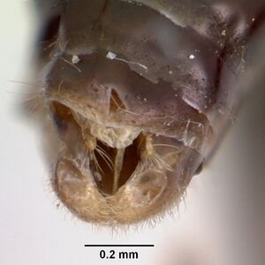 Pogonomyrmex odoratus casent0103405 profile 3.jpg