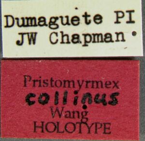 Pristomyrmex-collinusLabel.jpg