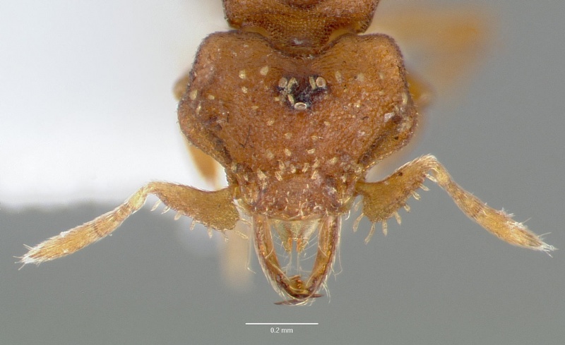 File:Pyramica anorbicula casent0005648 head 1.jpg