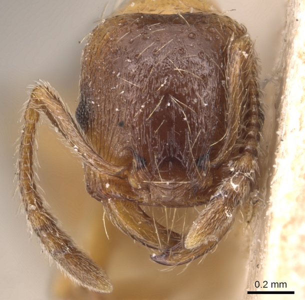 File:Strongylognathus christophi casent0904866 h 1 high.jpg