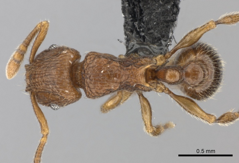 File:Tetramorium enkidu casent0404916 d 1 high.jpg