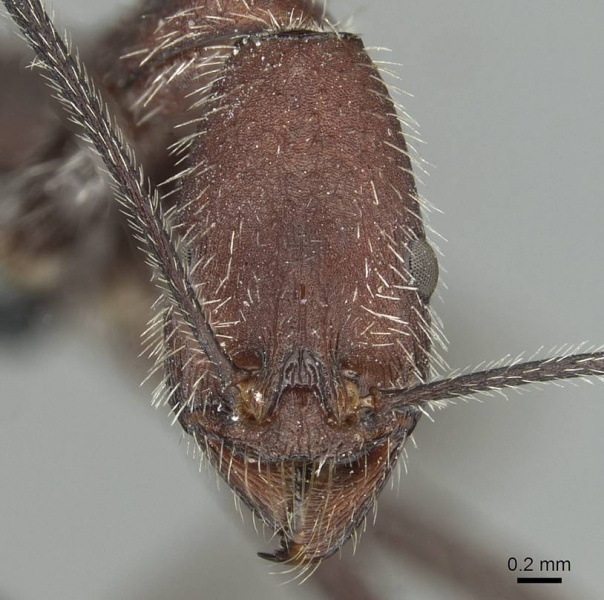 File:Aphaenogaster fallax casent0913788 h 1 high.jpg