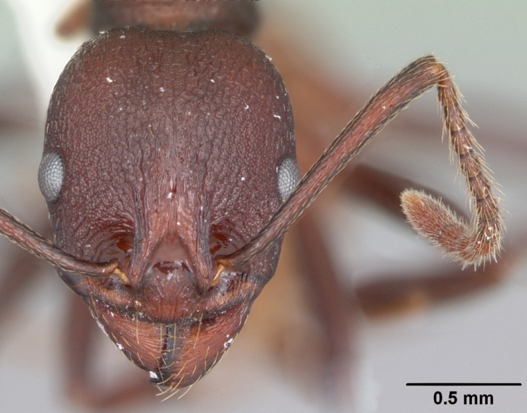 File:Aphaenogaster tennesseensis casent0103600 head 1.jpg