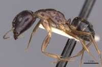 Camponotus albosparsus casent0910136 p 1 high.jpg