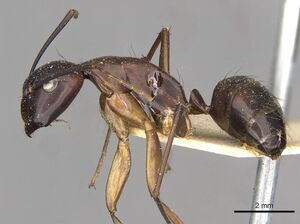 Camponotus solon casent0910268 p 1 high.jpg