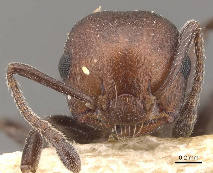 File:Crematogaster censor casent0908512 h 1 high.jpg