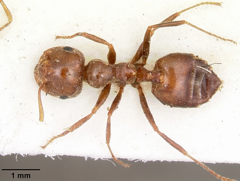 File:Crematogaster senegalensis casent0104592 dorsal 1.jpg