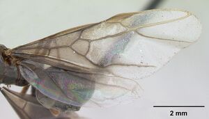 Lasius mixtus casent0172755 profile 2.jpg