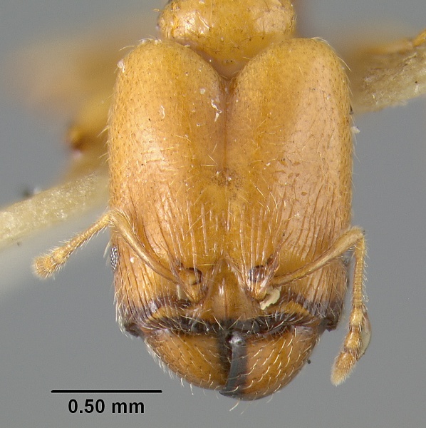 File:MCZ-ENT00020655 Pheidole strator hef.jpg