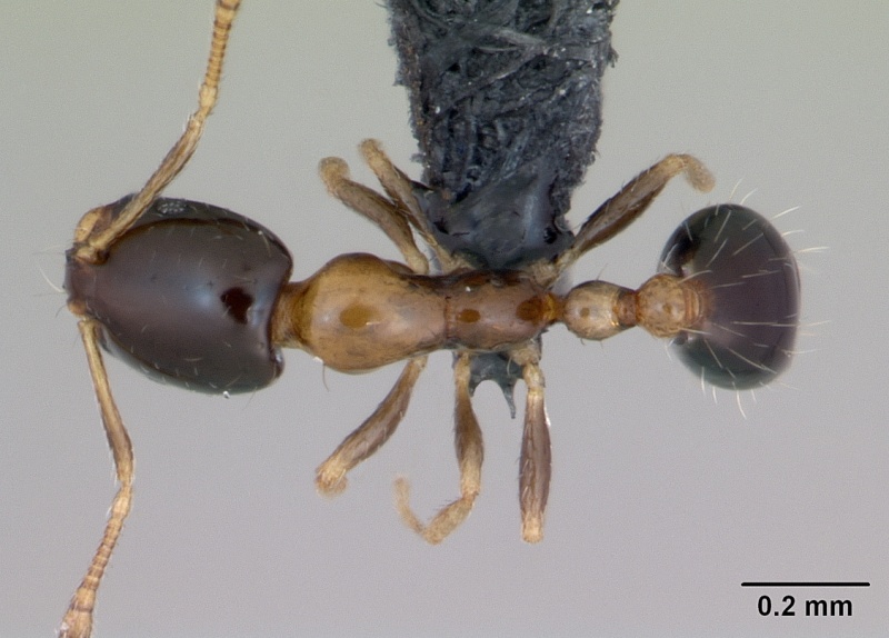 File:Monomorium floricola casent0125221 dorsal 1.jpg