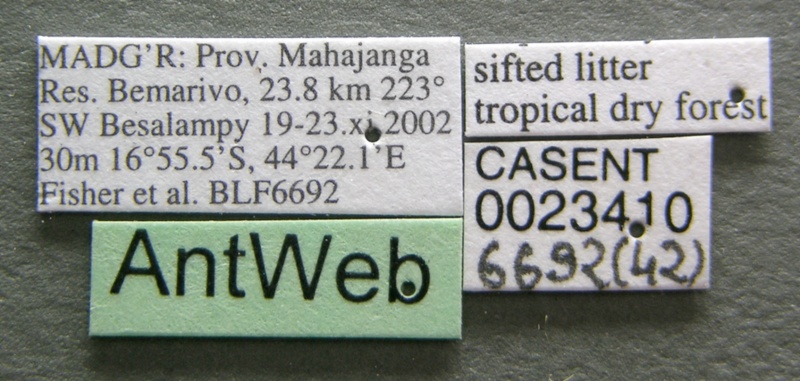 File:Monomorium hildebrandti casent0023410 label 1.jpg