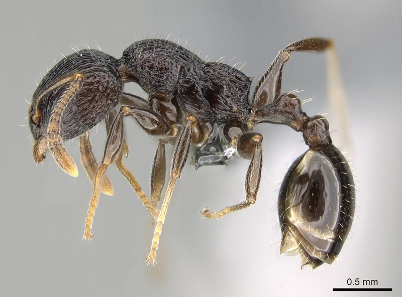 File:Nesomyrmex striatus casent0393121 p 1 high.jpg